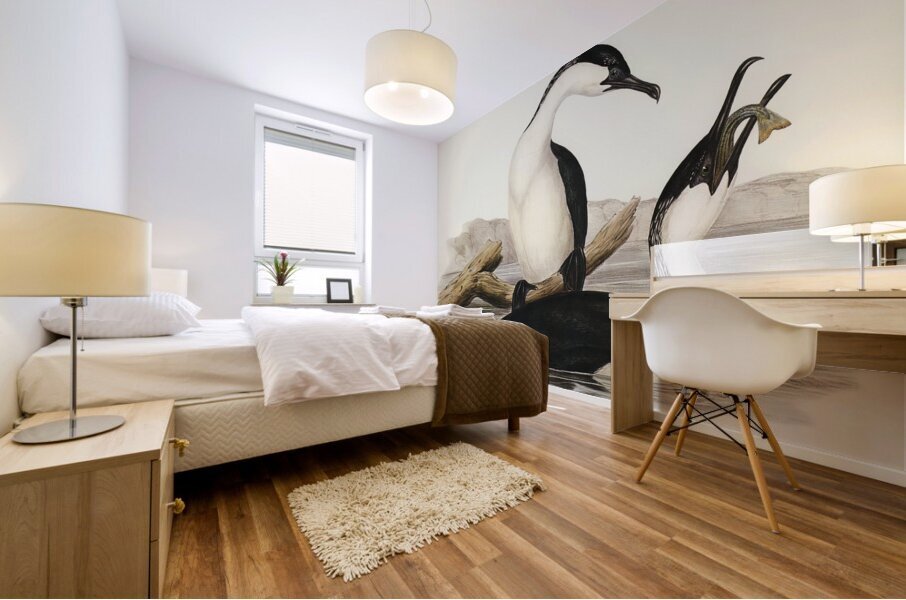 White-breasted Cormorant Phalacrocorax leucogaster illustrated by Elizabeth Gould 1804–1841 for John Gould’s 1804-1881 Birds of Australia  Impression murale