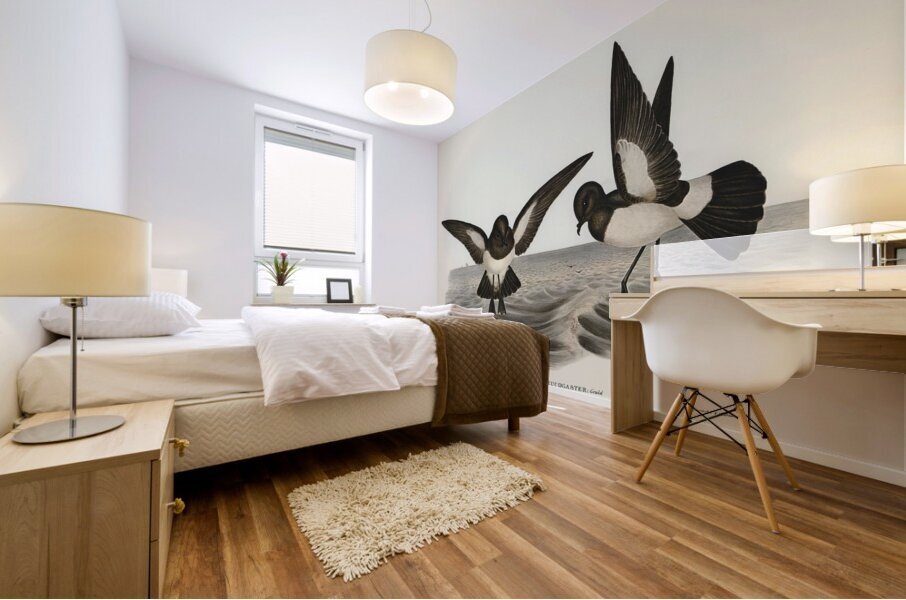 John Gould Birds of Australia 637 Mural print