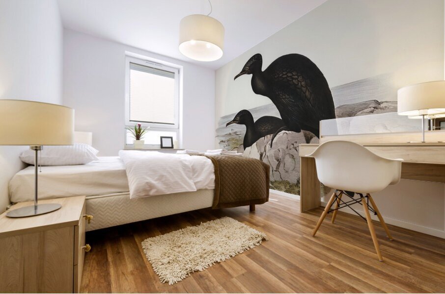 Groove-billed Cormorant Phalacrocorax sulcirostris illustrated by Elizabeth Gould 1804–1841 for John Gould’s 1804-1881 Birds of Australia  Mural print