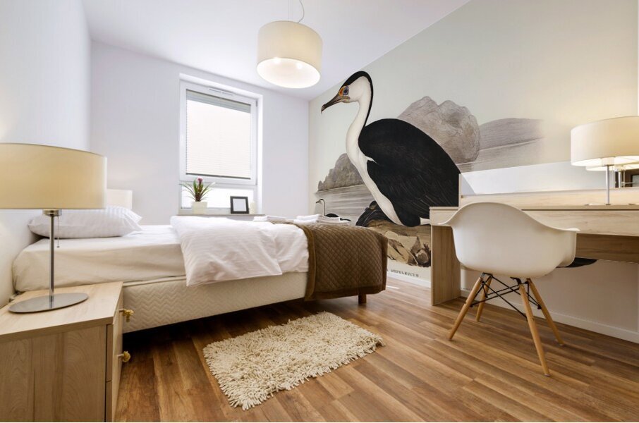 Pied Cormorant Phalacrocorax hypoleucus illustrated by Elizabeth Gould 1804–1841 for John Gould’s 1804-1881 Birds of Australia  Mural print