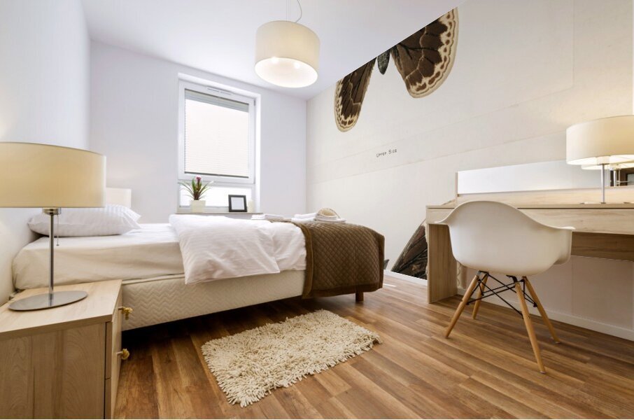 Promethea Silkmoth - Male Attacus Promethia from Moths and Butterflies of the United States 1900 by Sherman F. Denton 1856-1937.  Mural print