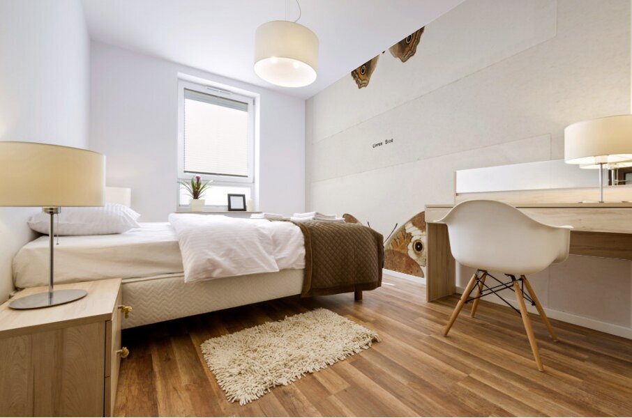 Buckeye Junonia Coenia from Moths and butterflies of the United States 1900 by Sherman F. Denton 1856-1937.  Mural print