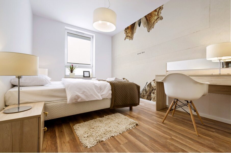 Compton Tortoiseshell Grapta J-Album from Moths and butterflies of the United States 1900 by Sherman F. Denton 1856-1937.  Mural print