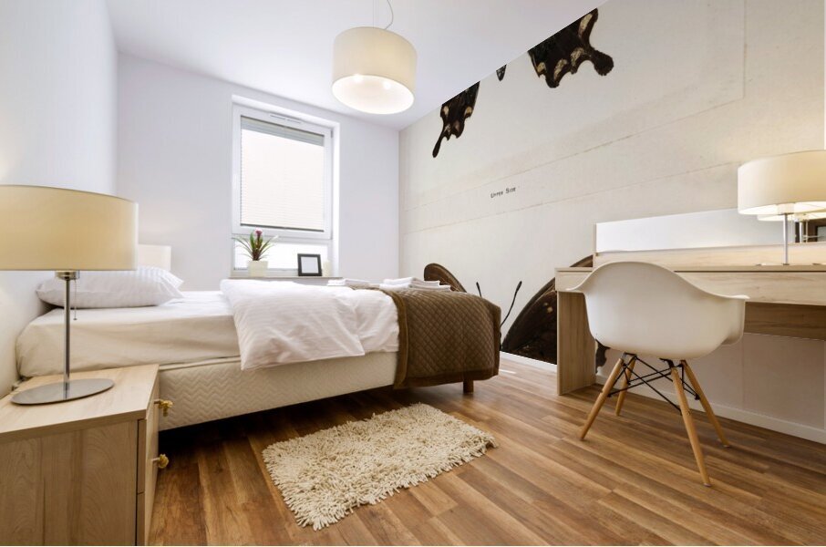 Spicebush Swallowtail Papilio Troilus from Moths and butterflies of the United States 1900 by Sherman F. Denton 1856-1937.  Mural print