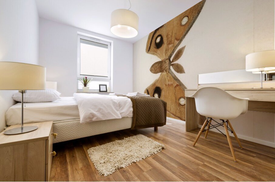 Polyphemus Moth Telea Polyphemus from Moths and Butterflies of the United States 1900 by Sherman F. Denton 1856-1937.  Mural print