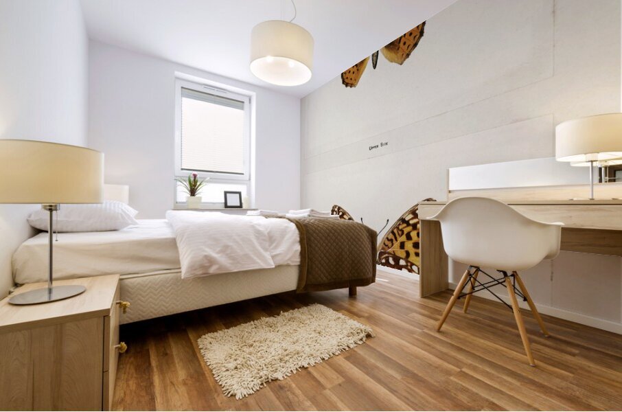 Atlantis Fritillary Argynnis Atlantis from Moths and butterflies of the United States 1900 by Sherman F. Denton 1856-1937.  Mural print