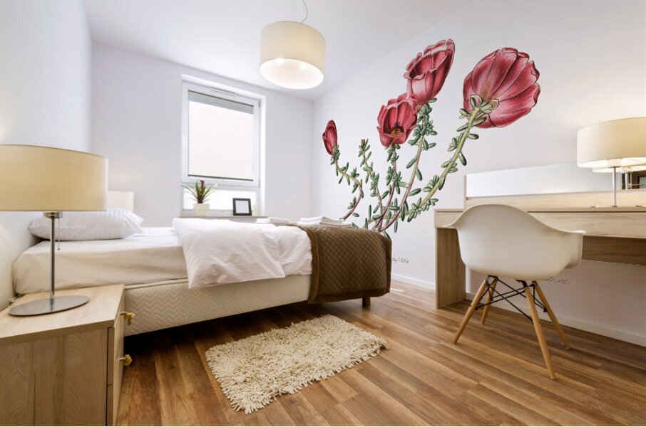 Dr. Gillies purslane from Edwards Botanical Register 1829-1847  by Sydenham Edwards John Lindley and James Ridgway. Mural print