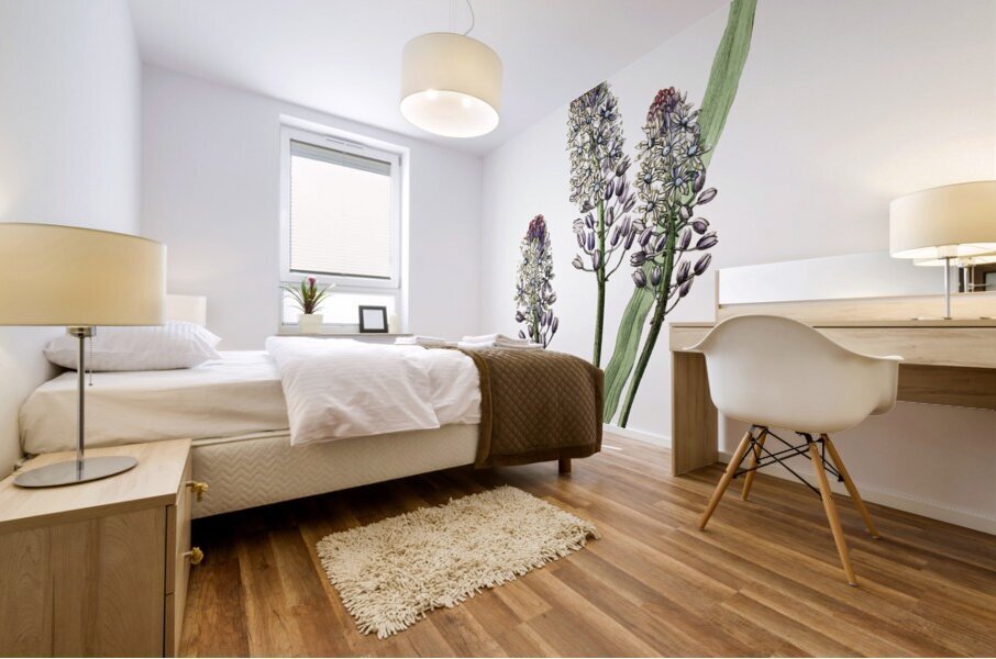 Meadow squill from Edwards Botanical Register 1829-1847  by Sydenham Edwards John Lindley and James Ridgway. Mural print