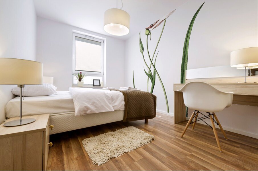 atiny calochortus from Edwards Botanical Register 1829-1847  by Sydenham Edwards John Lindley and James Ridgway. Mural print