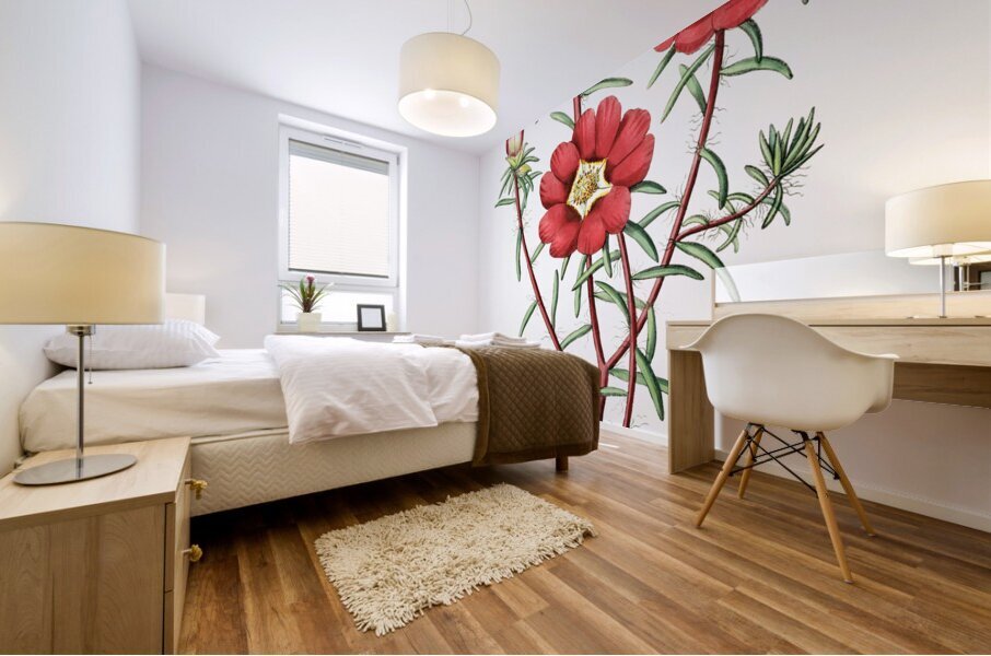 Portulaca splendens from Edwards Botanical Register 1829-1847  by Sydenham Edwards John Lindley and James Ridgway. Mural print