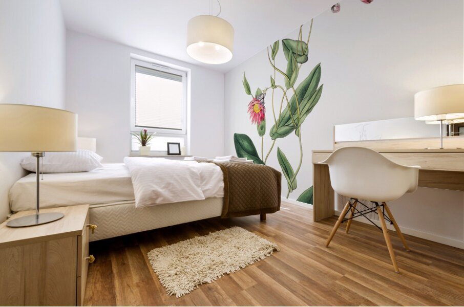 Captain Mangles rhodanthe from Edwards Botanical Register 1829-1847  by Sydenham Edwards John Lindley and James Ridgway. Mural print