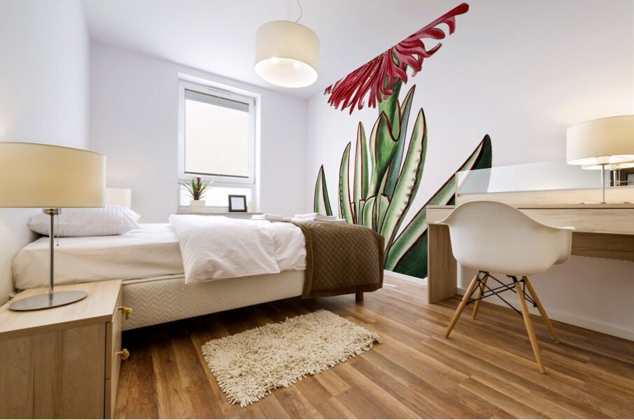 Red-Edged Fig Marigold from Edwards Botanical Register 1829-1847  by Sydenham Edwards John Lindley and James Ridgway. Mural print