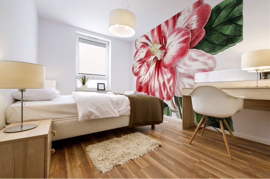 Donckelaers japan camelia from Edwards Botanical Register 1829-1847  by Sydenham Edwards John Lindley and James Ridgway. Mural print