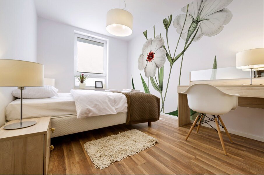 Dark-eyed viscaria from Edwards Botanical Register 1829-1847  by Sydenham Edwards John Lindley and James Ridgway. Mural print