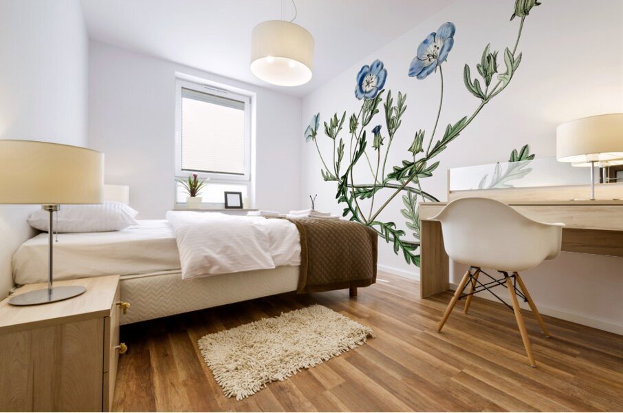 Shewy nemophila from Edwards Botanical Register 1829-1847  by Sydenham Edwards John Lindley and James Ridgway. Mural print