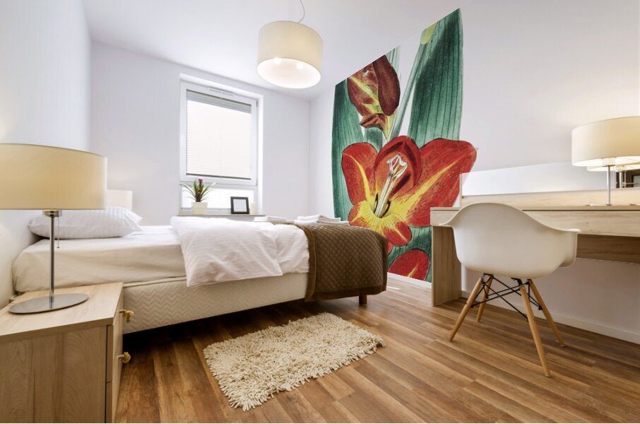 The parrot gladiole from Edwards Botanical Register 1829-1847  by Sydenham Edwards John Lindley and James Ridgway. Mural print