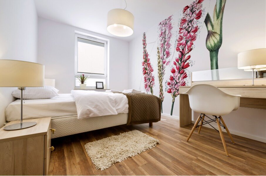 Stem-clasping polygonum from Edwards Botanical Register 1829-1847  by Sydenham Edwards John Lindley and James Ridgway. Mural print