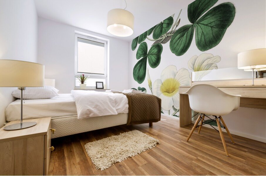 Variable oxalis from Edwards Botanical Register 1829-1847  by Sydenham Edwards John Lindley and James Ridgway. Mural print