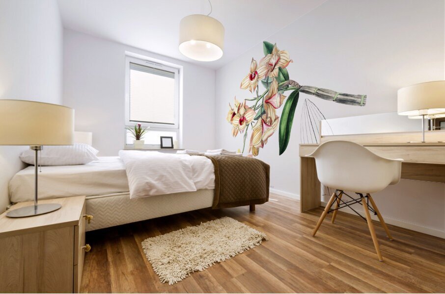 Copper-coloured Dendrobium from Edwards Botanical Register 1829-1847  by Sydenham Edwards John Lindley and James Ridgway. Mural print