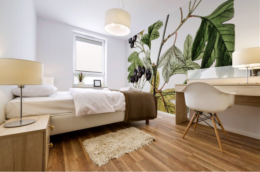 Broad-leaved thorn from Edwards Botanical Register 1829-1847  by Sydenham Edwards John Lindley and James Ridgway. Mural print