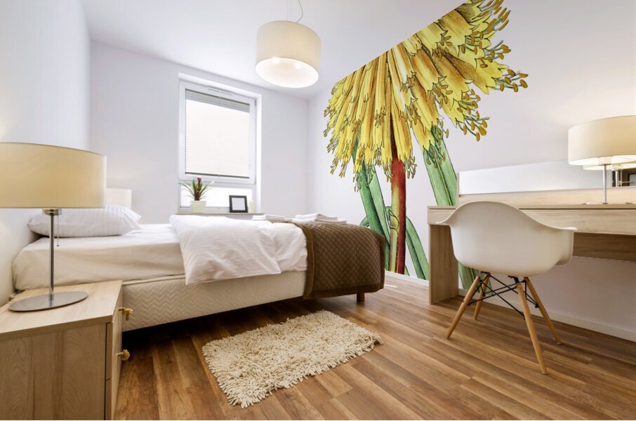 Burchells tritoma from Edwards Botanical Register 1829-1847  by Sydenham Edwards John Lindley and James Ridgway. Mural print