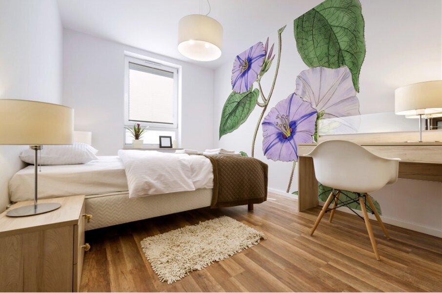 Hoary jacquemontia from Edwards Botanical Register 1829-1847  by Sydenham Edwards John Lindley and James Ridgway. Mural print