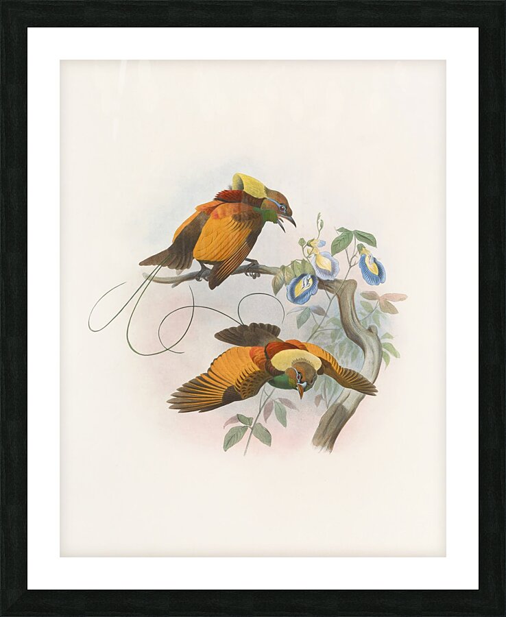 Diphyllodes chrysoptera 1873 Picture Frame print