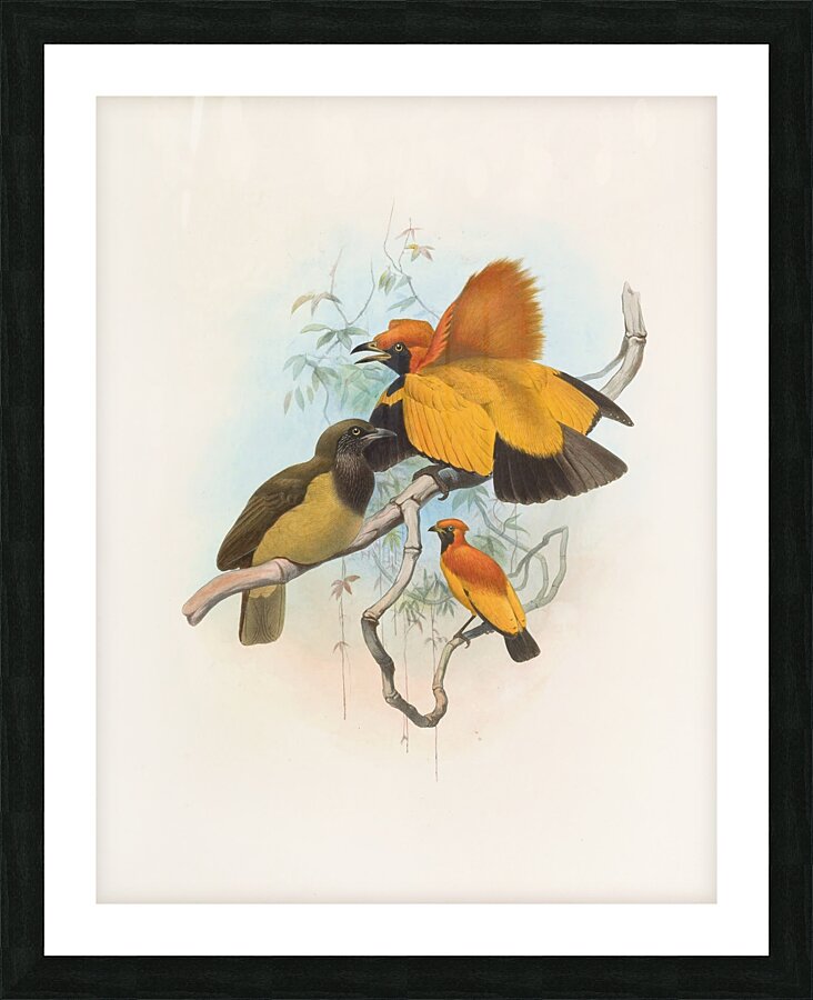 Xanthomelus aureus 1873 Picture Frame print