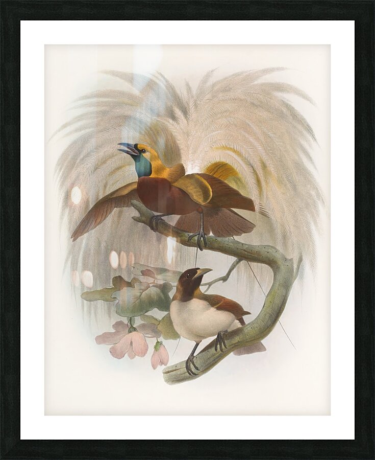 Paradisea minor 1873 Picture Frame print