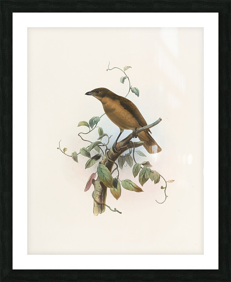 Amblyornis Inornatus 1873 Picture Frame print