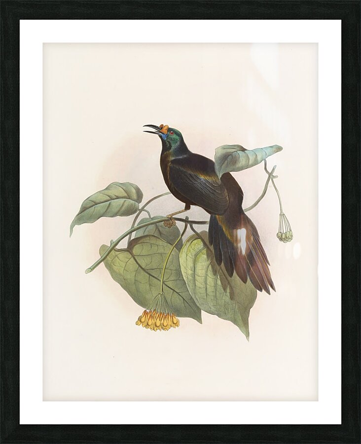 Paradigalla carunculata 1873 Picture Frame print