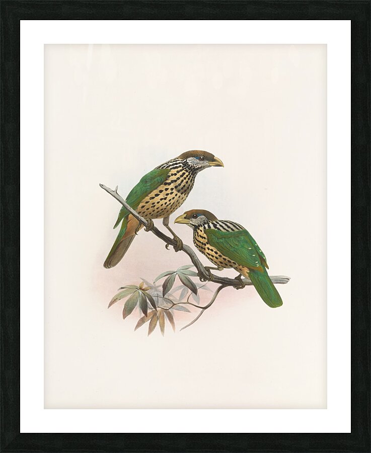 Ailuraedus buccoides 1873 Picture Frame print