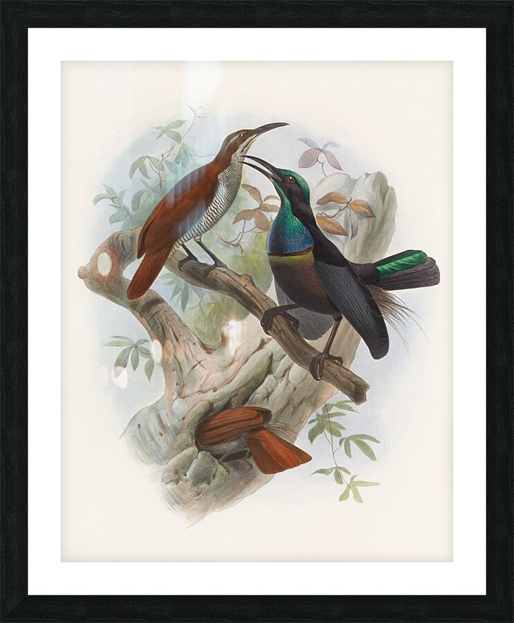 Ptiloris magnificus 1873 Picture Frame print