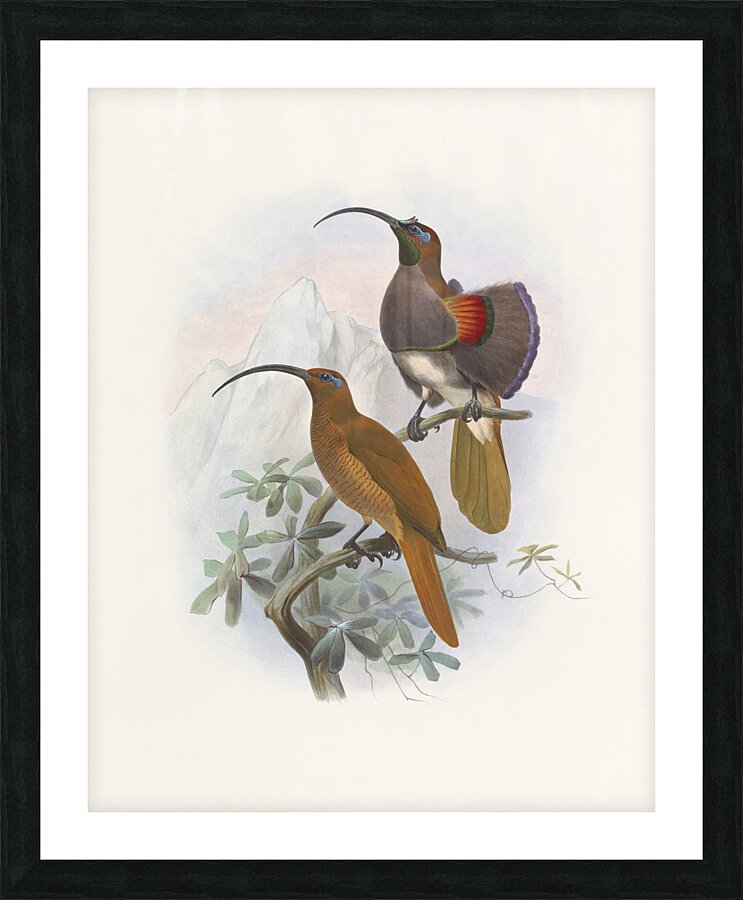 Drepanornis Albertis 1873 Picture Frame print