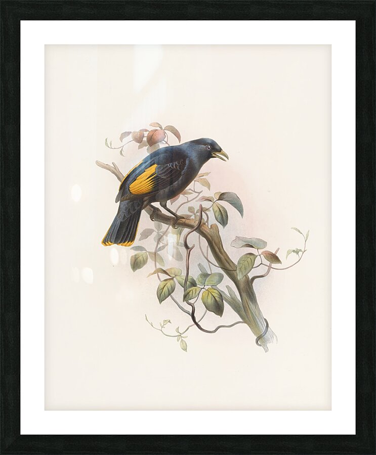 Ptilonorhynchus Rawnsleyi 1873 Picture Frame print