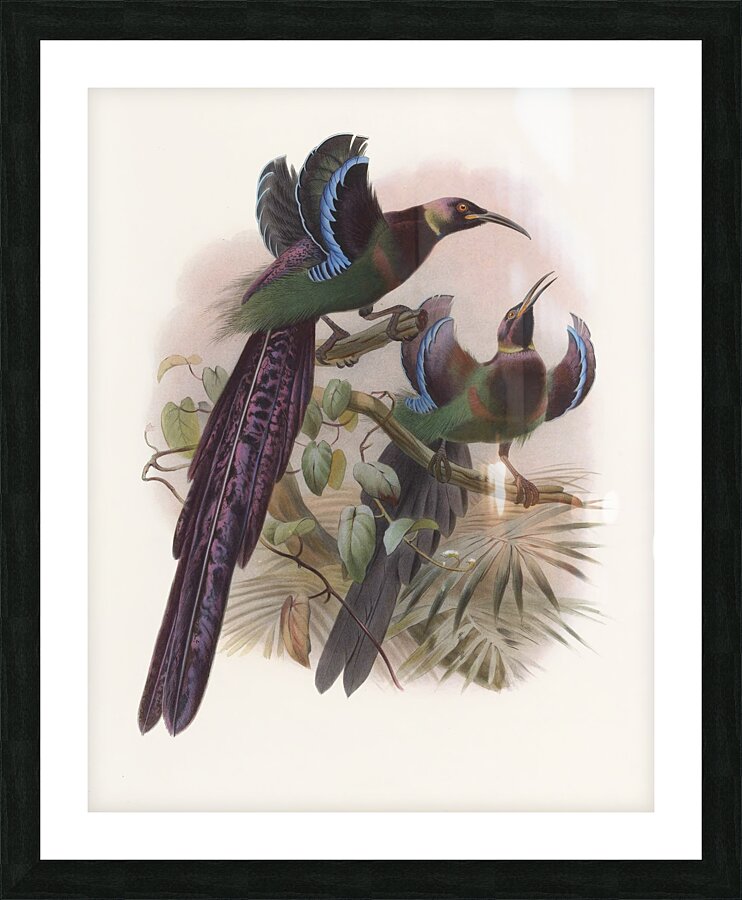 Epimachus Ellioti 1873 Picture Frame print