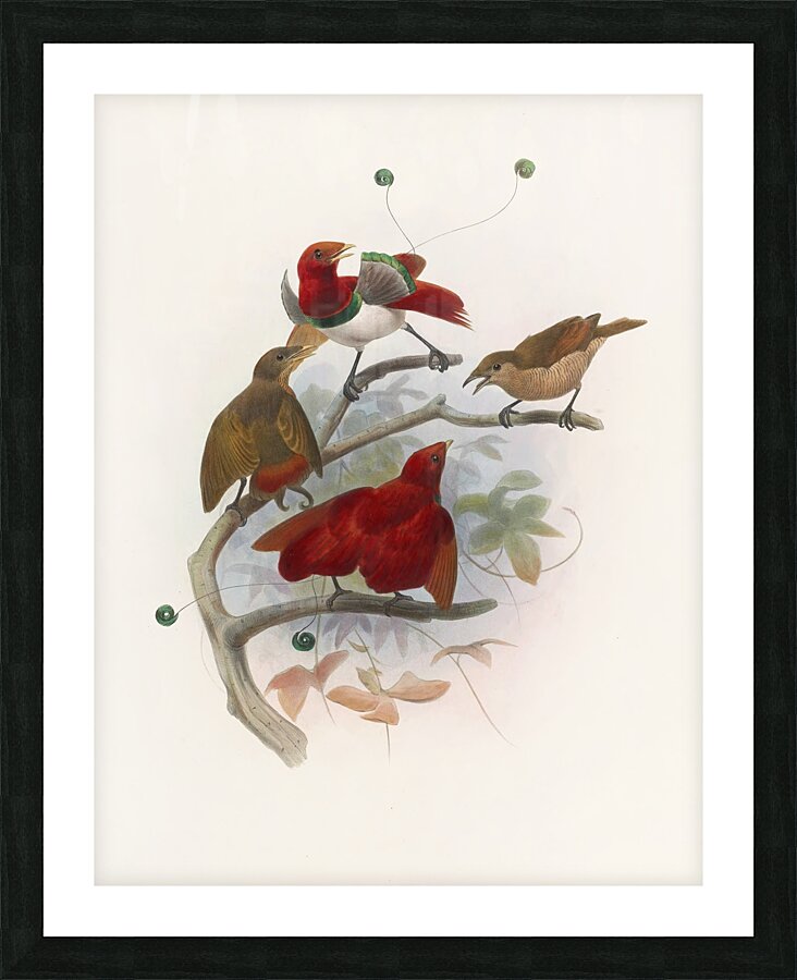 Cicinnurus regius 1873 Picture Frame print