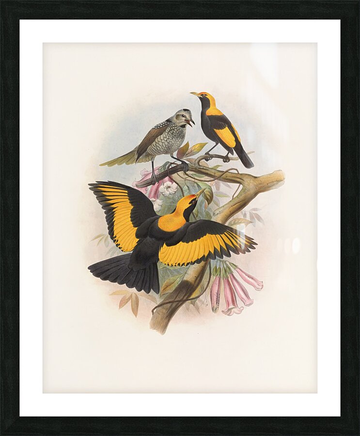 Sericulus melinus 1873 Picture Frame print