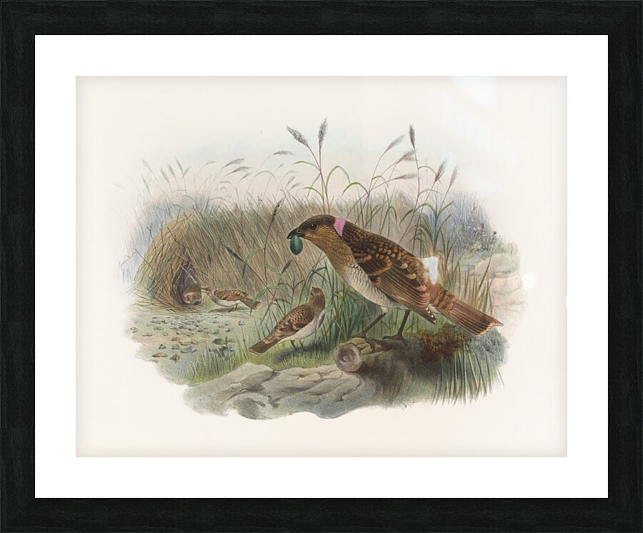 Chlamydodera maculata 1873 Impression et Cadre photo