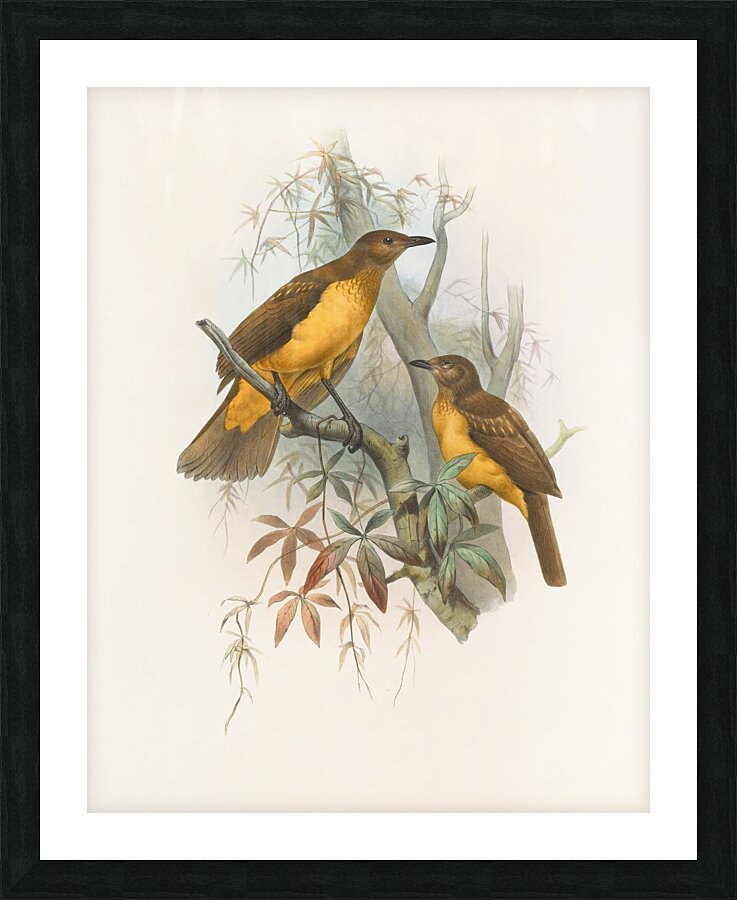 Chlamydodera xanthocastra 1873 Picture Frame print