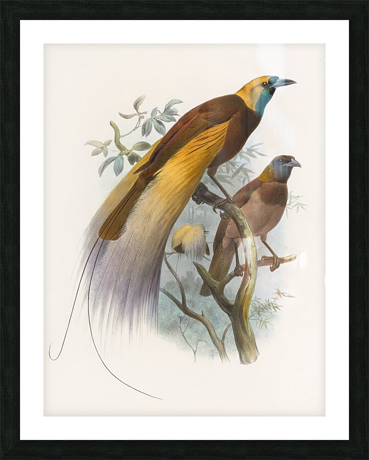 Paradisea apoda 1873 Picture Frame print