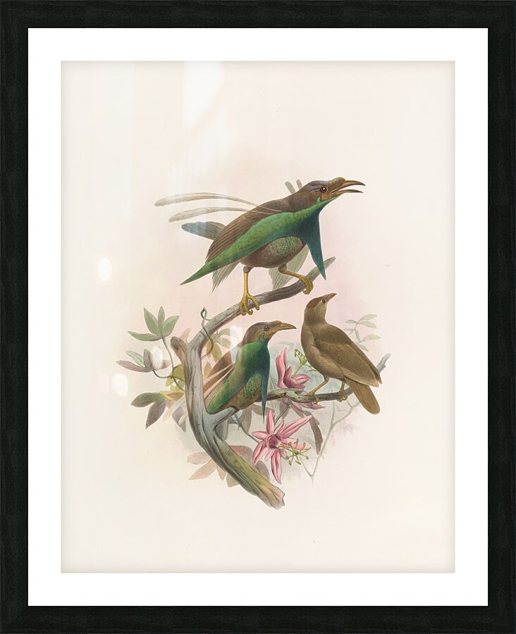 Semioptera Wallacii 1873 Picture Frame print