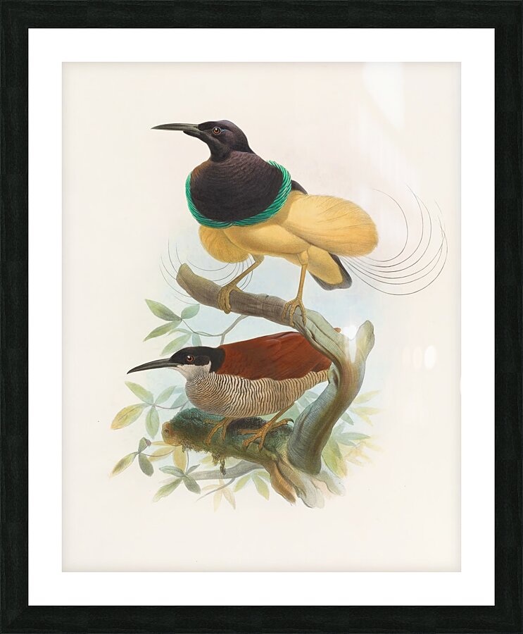 Seleucides alba 1873 Picture Frame print