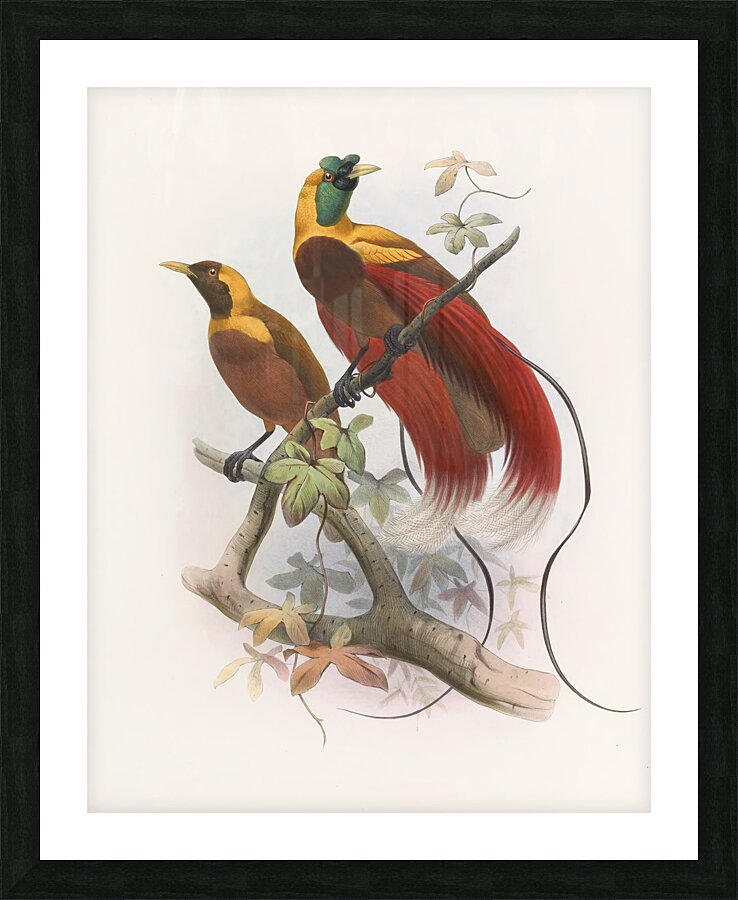 Paradisea sanguinea 1873 Picture Frame print