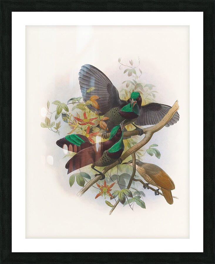 Ptiloris Victorie 1873 Picture Frame print