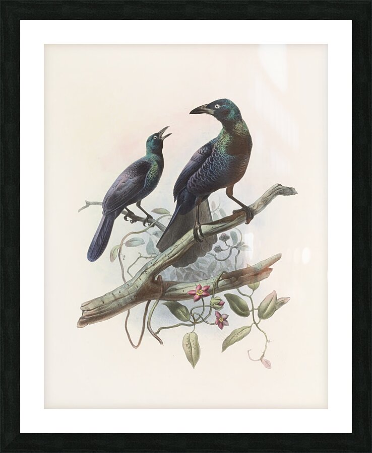 Manucodia chalybeus 1873 Picture Frame print