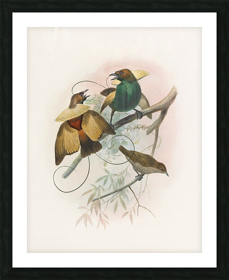 Diphyllodes speciosa 1873 Picture Frame print