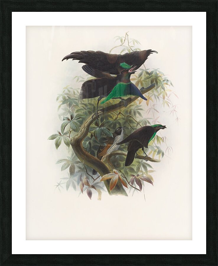 Lophorina atra 1873 Picture Frame print