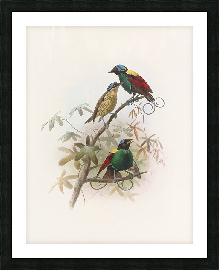 Diphyllodes respublica 1873 Picture Frame print