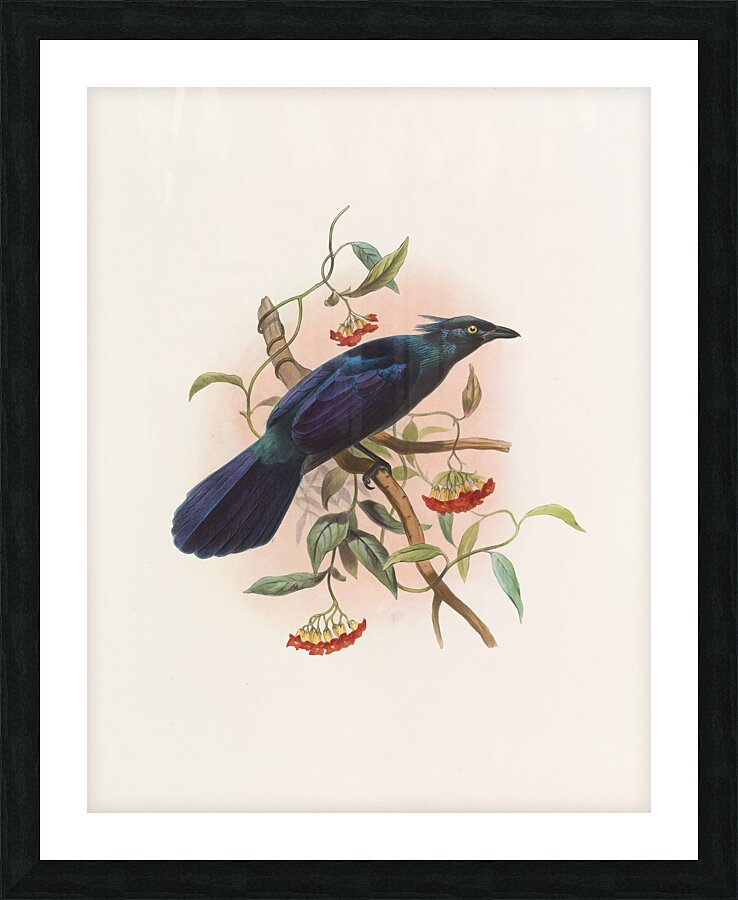 Manucodia Keraudreni 1873 Picture Frame print